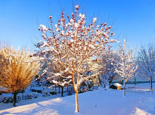 简约成朵朵梅香,正如坚守这片土地上的乌苏监狱民警傲雪迎霜,风雨无阻