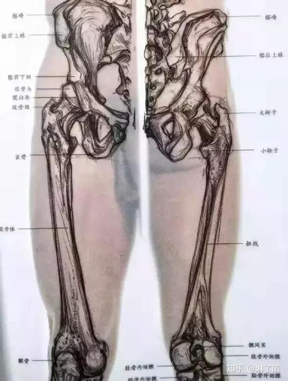 人体胸腔和盆骨的骨头形状,仔细看看肋骨的弧度变化,腰部两侧肌肉变化