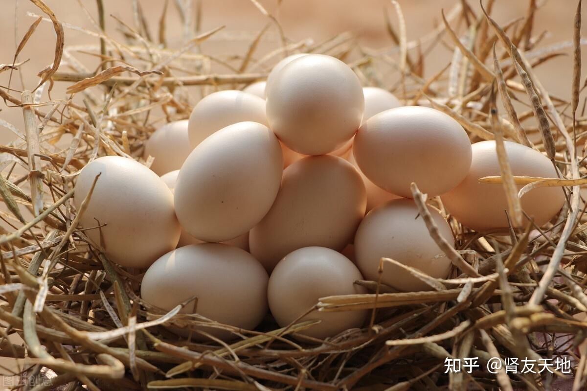 柴鸡蛋比普通鸡蛋更营养?别再花冤枉钱!这些东西营养没差别!