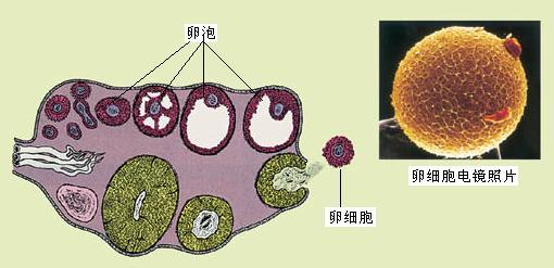 的卵巢带给了他他找到了为自己两个女儿接生的妇科医生莫利无奈之下