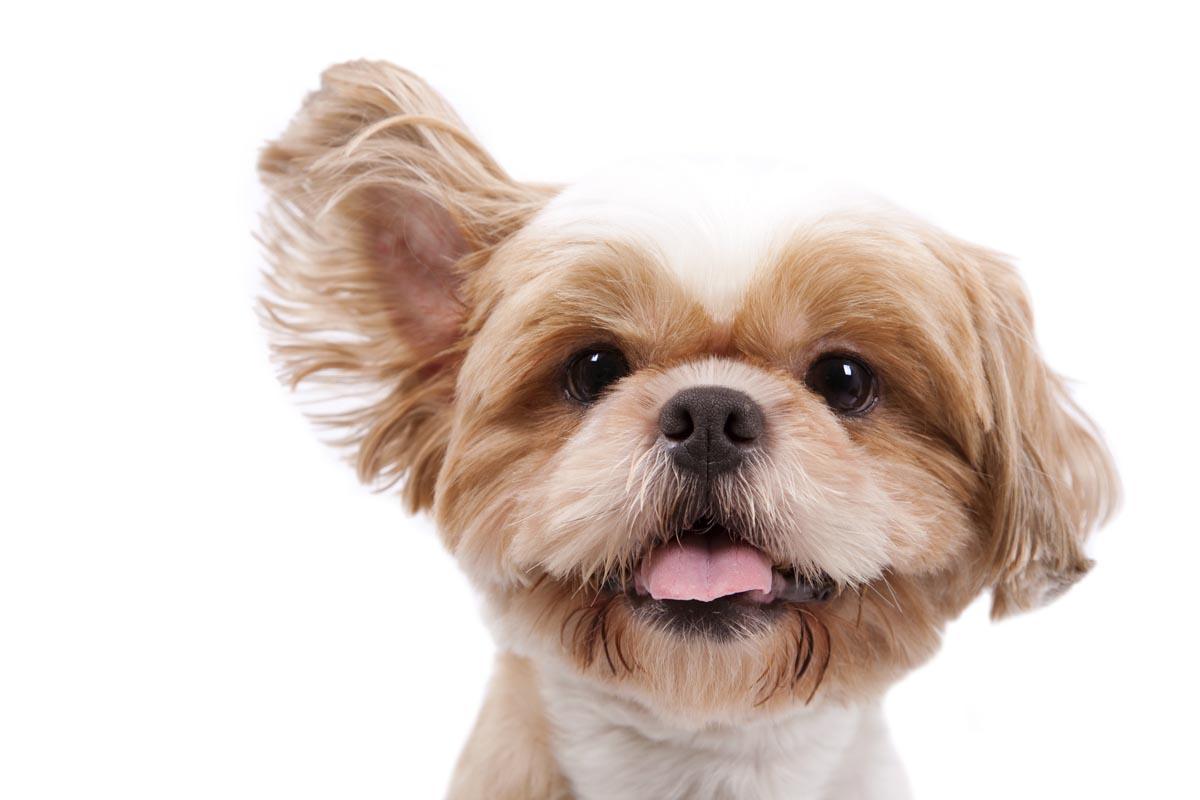 行为解析关于狗狗的耳朵你了解多少