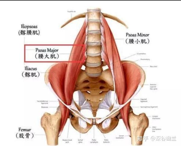 髂肌贴于整个髂翼的内面,穿过腹股沟韧带的下方,止于股骨小转子.
