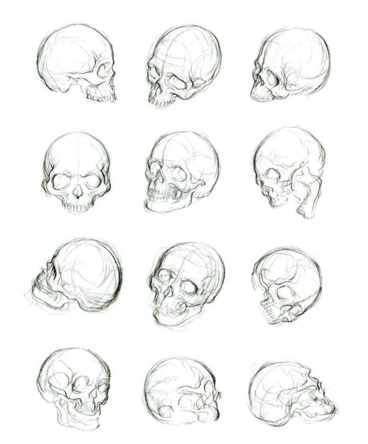 观察各个角度的头骨造型并能够画出来.