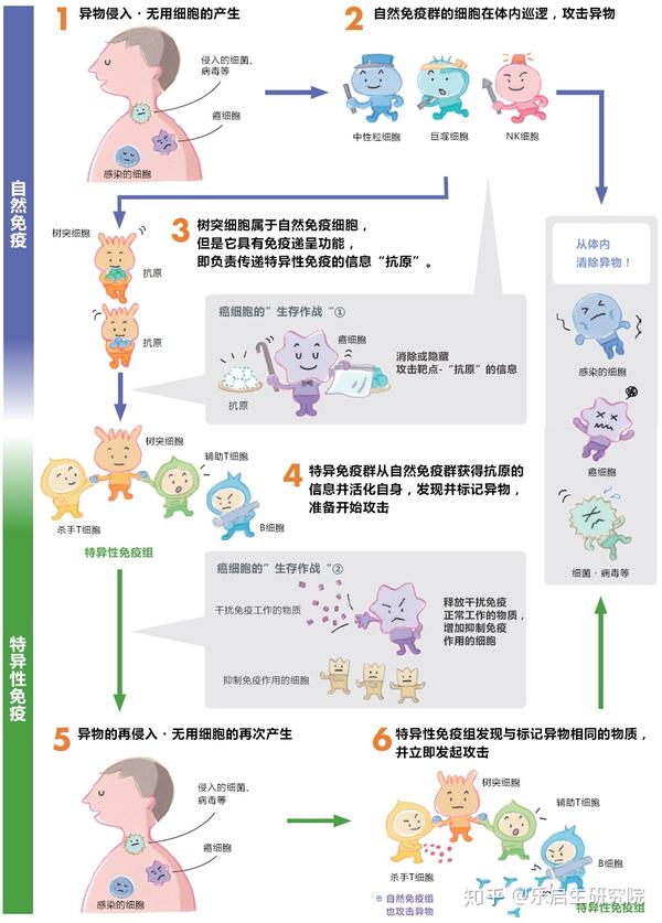 免疫细胞疗法进行的流程