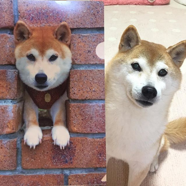 其实除了"doge"那张照片,kabosu也会经常展示出翻白眼的经典表情