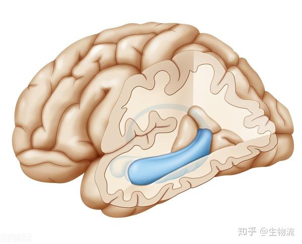 大脑情绪控制系统边缘系统