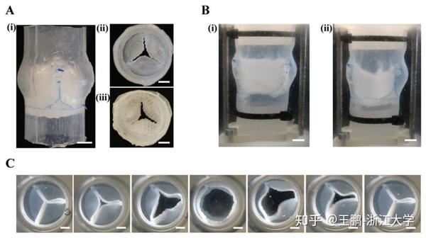 高精度膜状和管状聚合物3d打印生物支架