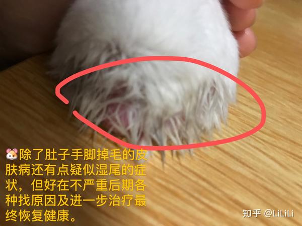 仓鼠皮肤病治疗