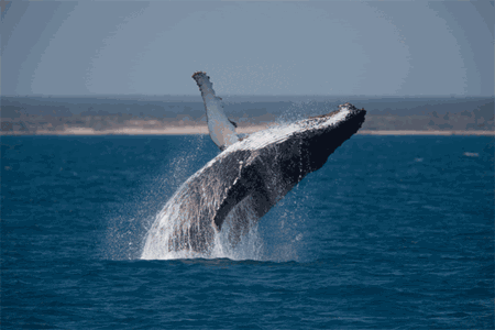 新西兰观鲸海钓提神之旅