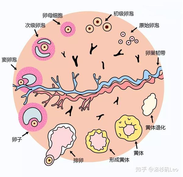 一次取那么多卵子促排卵会引起卵巢早衰吗