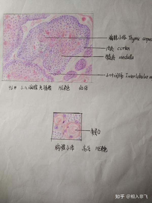 组胚红蓝铅笔手绘图
