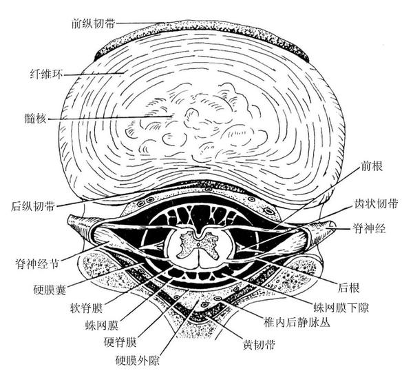 (三)椎管,脊髓及马尾神经