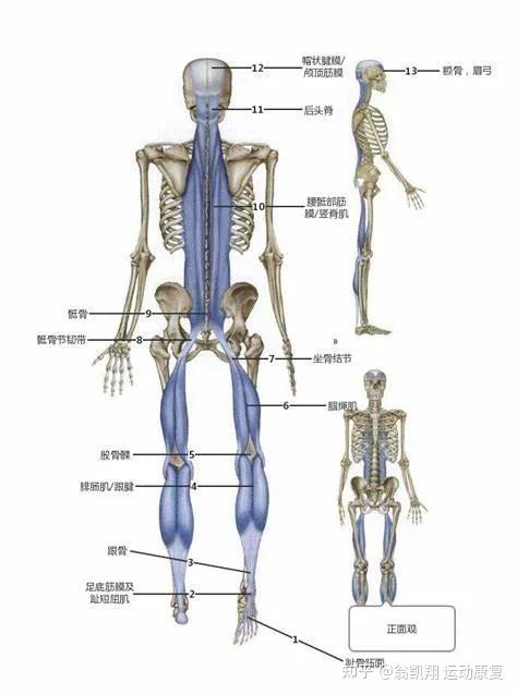 后表链筋膜包括足底筋膜,趾短屈肌,小腿三头肌,腘绳肌,骶结节韧带,竖