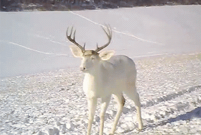 鹿角,在国外风靡的狗狗产品,为何国内迟迟未火?