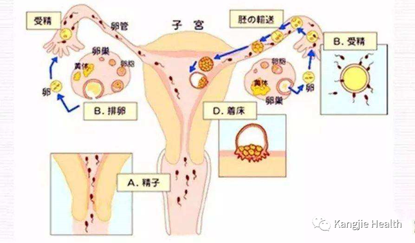 下腹坠胀,腰酸,腰痛等症状.受精卵在子宫腔内成功着床意味着怀孕.