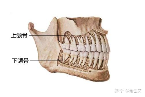 首先,牙齿可以稳固地排列在口腔中,是因为上下颌骨的牙槽突,是由骨