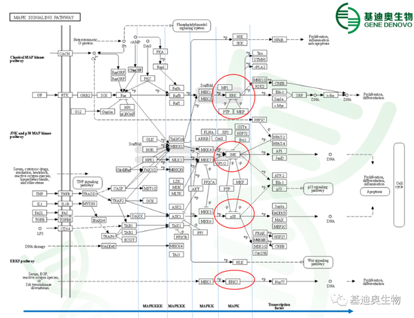kegg中的mapk通路图
