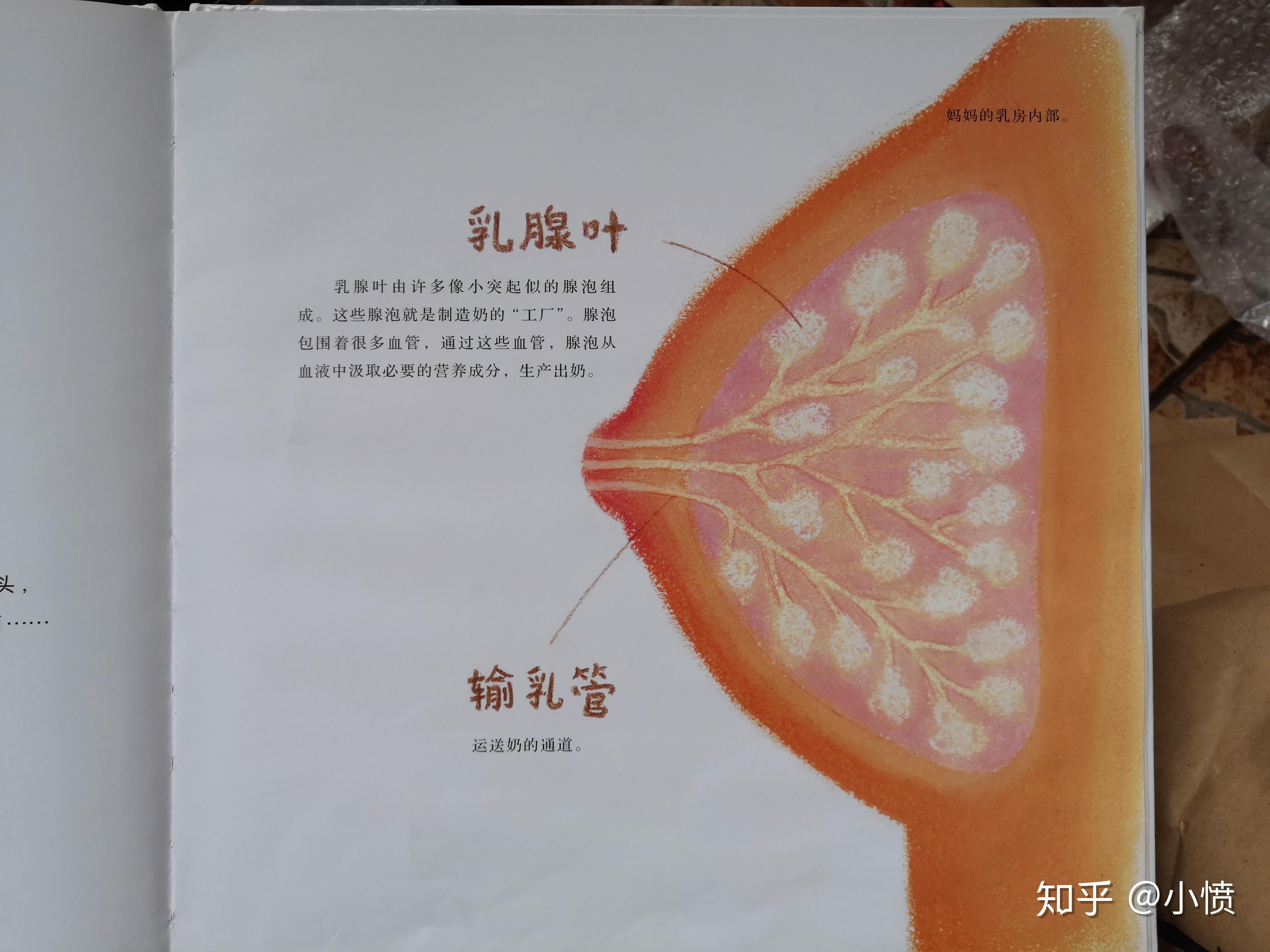 性教育绘本推荐,从《乳房的故事》里正确认识乳房.