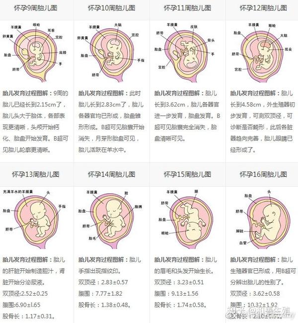 怀胎十月-每周胎儿发育过程图