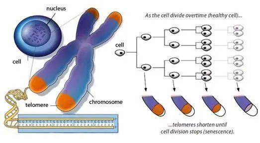 端粒酶作用就是填补损耗的端粒,它能锚定在端粒上端,合成一段重复dna