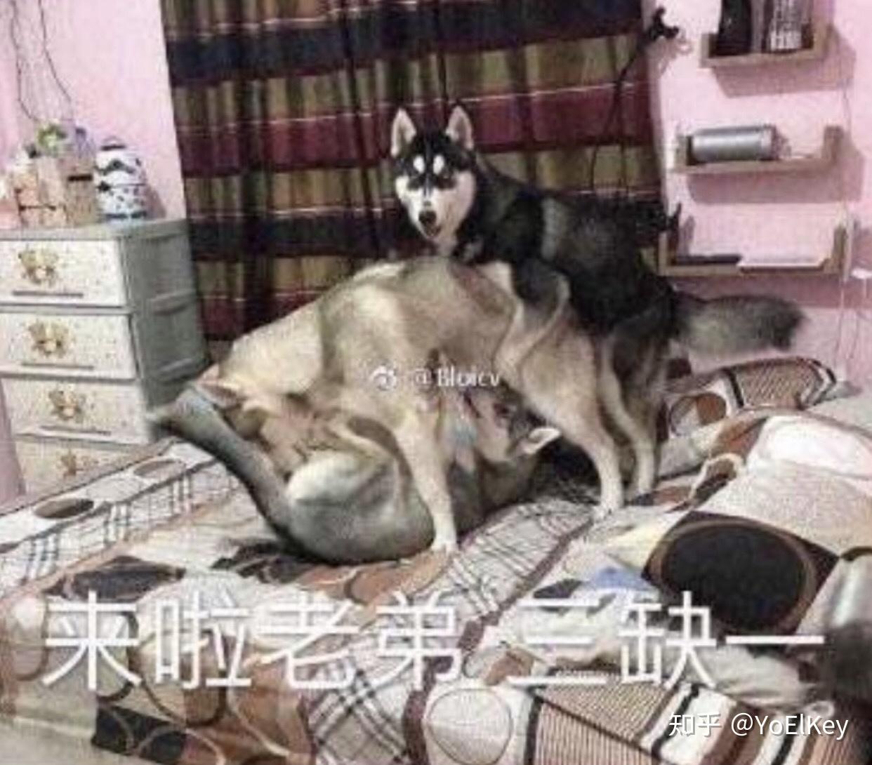有表情经久不衰的热度和动图分享一ろま表情包かせ图片