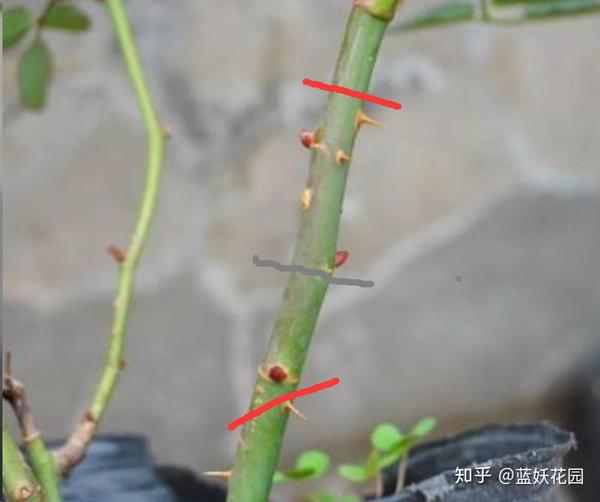 将月季枝条修剪成2-3个芽点为一个插穗,扦插的深度为枝条的1/3-1/2,视
