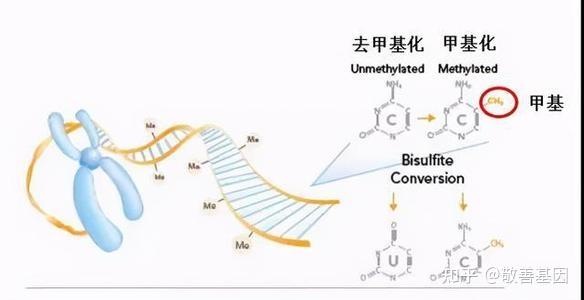 疫苗虽好,甲基化筛查不能少