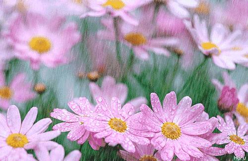 水中倒映 (1) 夜光朦胧(以下继续全部是 gif 动态图:)花,露珠【静态图