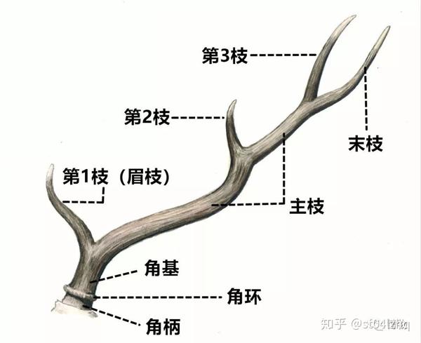 鹿角各段名称,网图,侵删