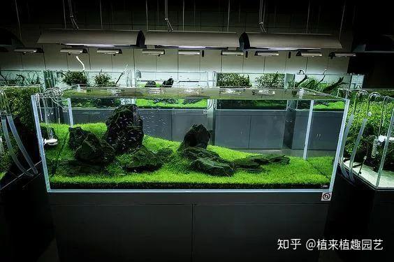 长沙植来植趣|ada风格草缸造景赏析