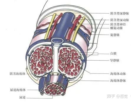 科普男人为了勃起真是想尽办法阴茎勃起生理机制