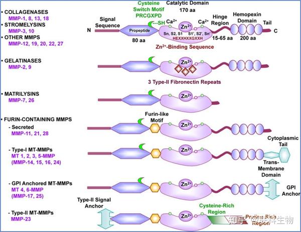 基质金属蛋白酶MMPs种类及功能 知乎