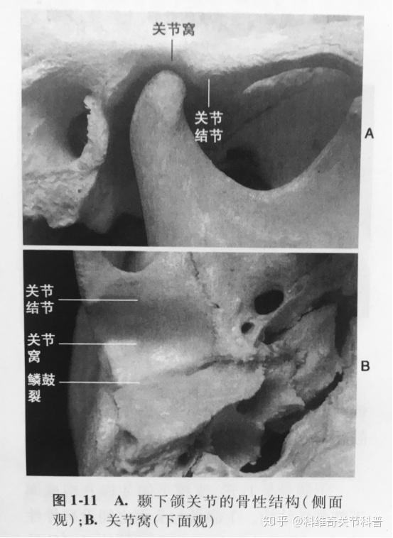 颞下颌关节紊乱之咀嚼系统的功能解剖骨骼