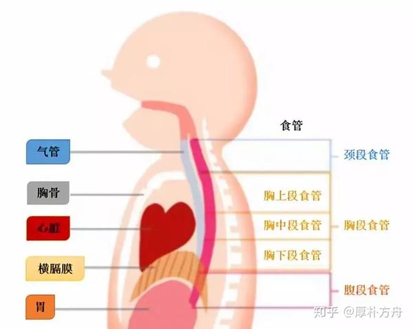 消化道肿瘤知名专家福永哲:日本是如何治疗食管癌的?