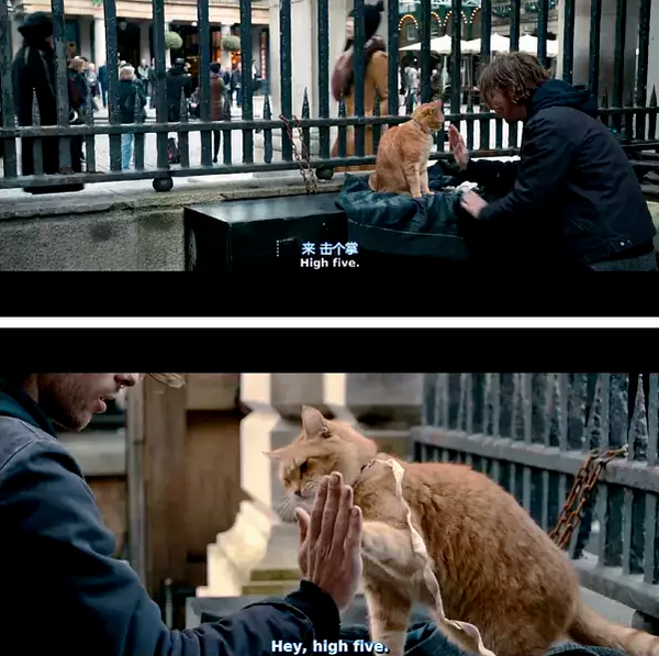 流浪猫鲍勃去世:不是老死,而是死于车祸!