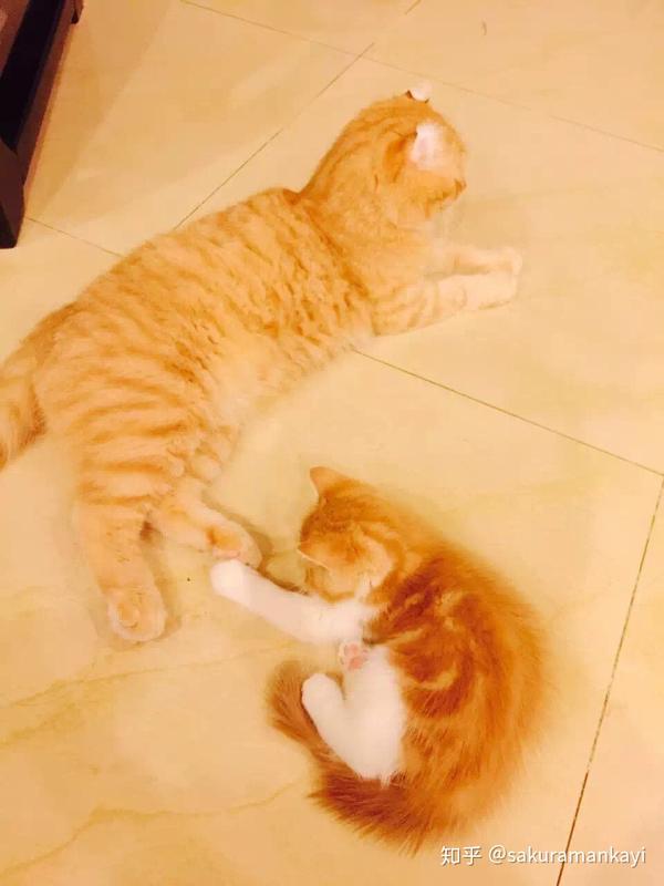 养一只巨能吃的橘猫是怎样的体验?