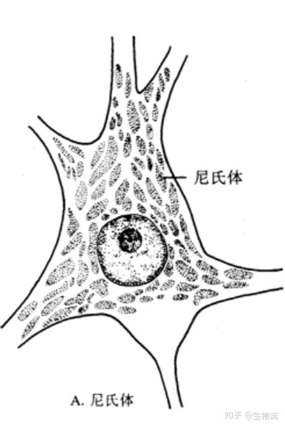 神经元胞体内的尼氏体(粗面内质网)