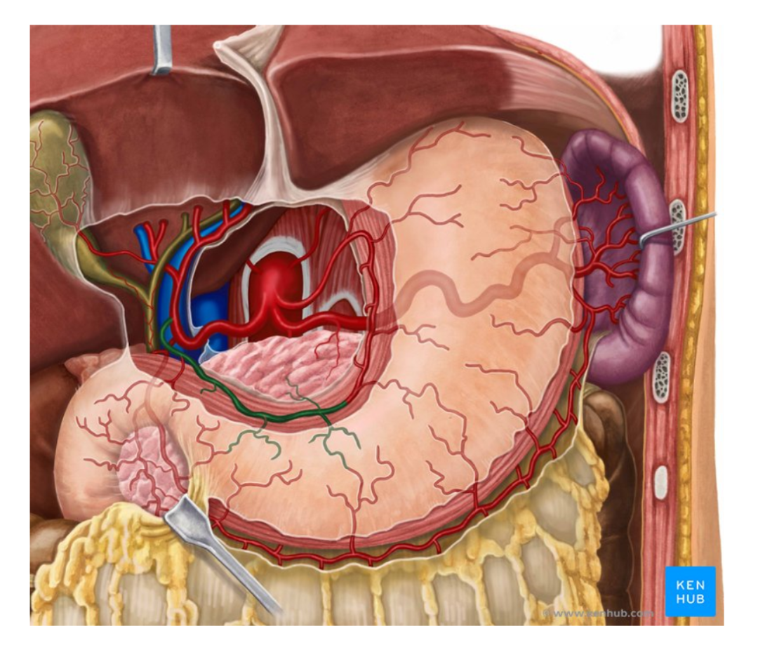 胃的血供淋巴及神经支配