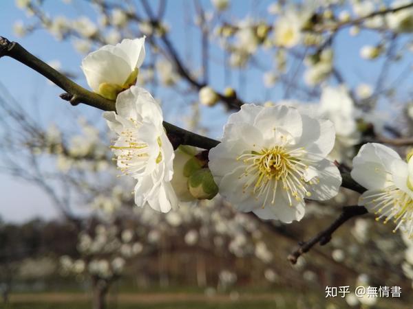 茗从沸泉始清远,气有韵味自安魂(上)