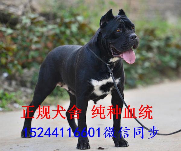 卡斯罗幼犬价格卡斯罗犬多少钱