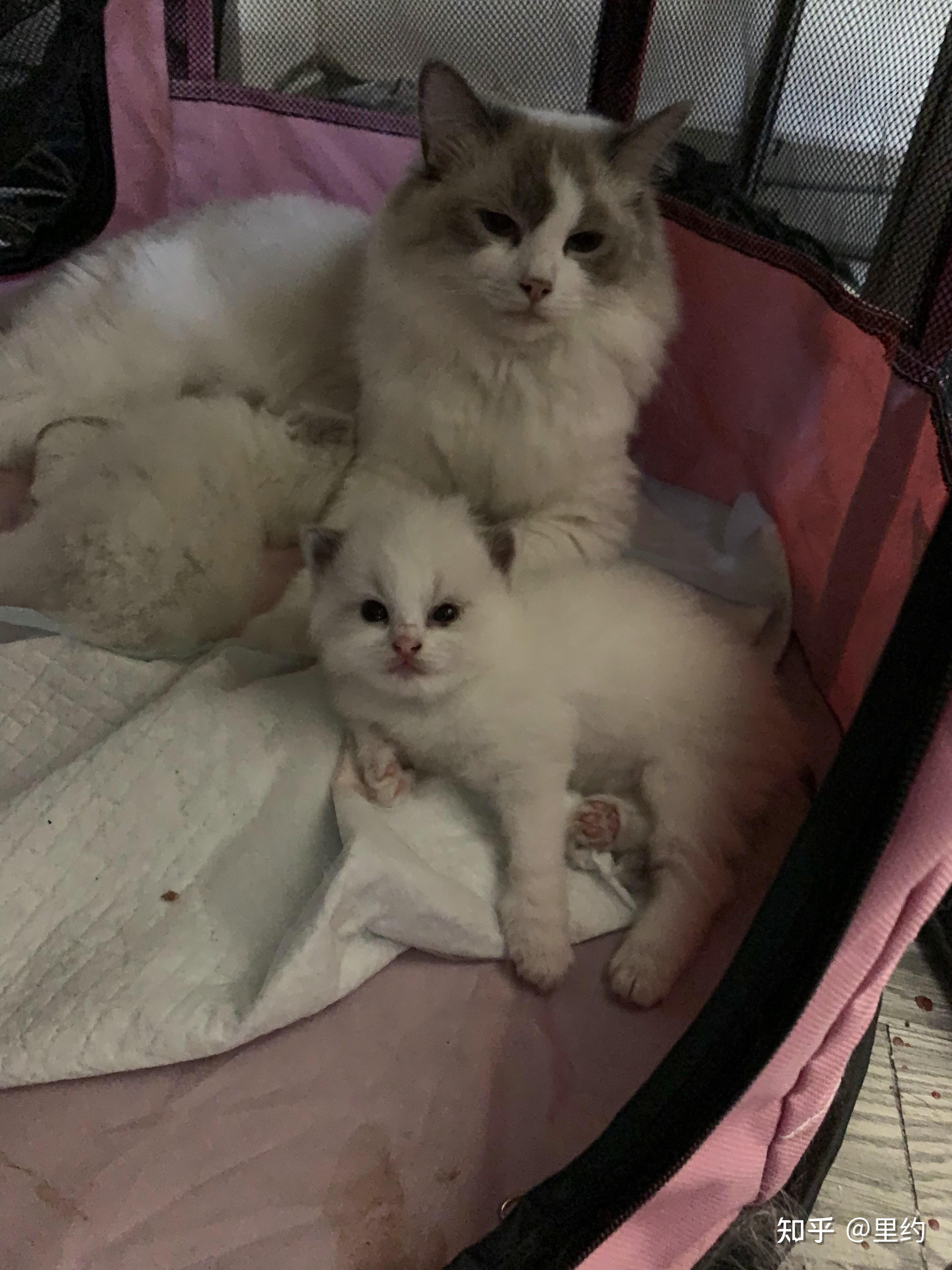 布偶猫幼崽原来可以这么可爱