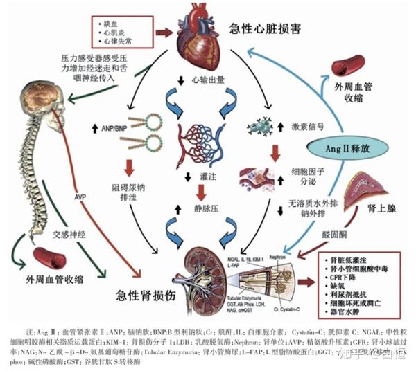 量可激活raas系统,肾素,血管紧张素及醛固酮持续分泌,引起水钠潴留