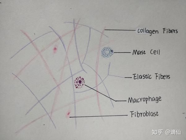 切片识图依旧不会-_-|| 1 小肠腔内单层柱状上皮(第一次还把标注标在