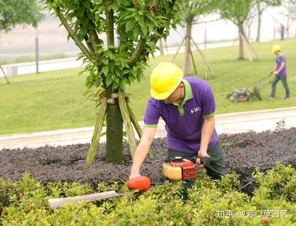 芳心草 成都小区物业 绿化养护案例 反之,若养护工作没做好则会使花