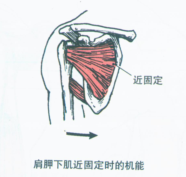 第005期:认识你的肌肉之上肢肌:上肢带肌(肩带肌)