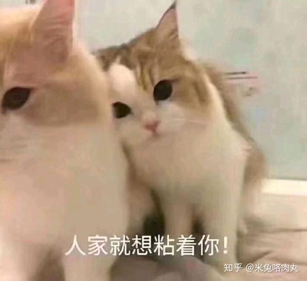 有什么适用于和老公/男票撒娇的可爱表情包?