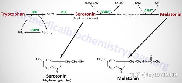 色氨酸羟化酶(tph)催化色氨酸形成5-羟色氨酸(5-htp,然后被ddc催化
