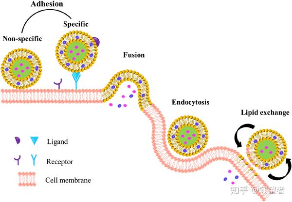脂质体-细胞相互作用可能机理