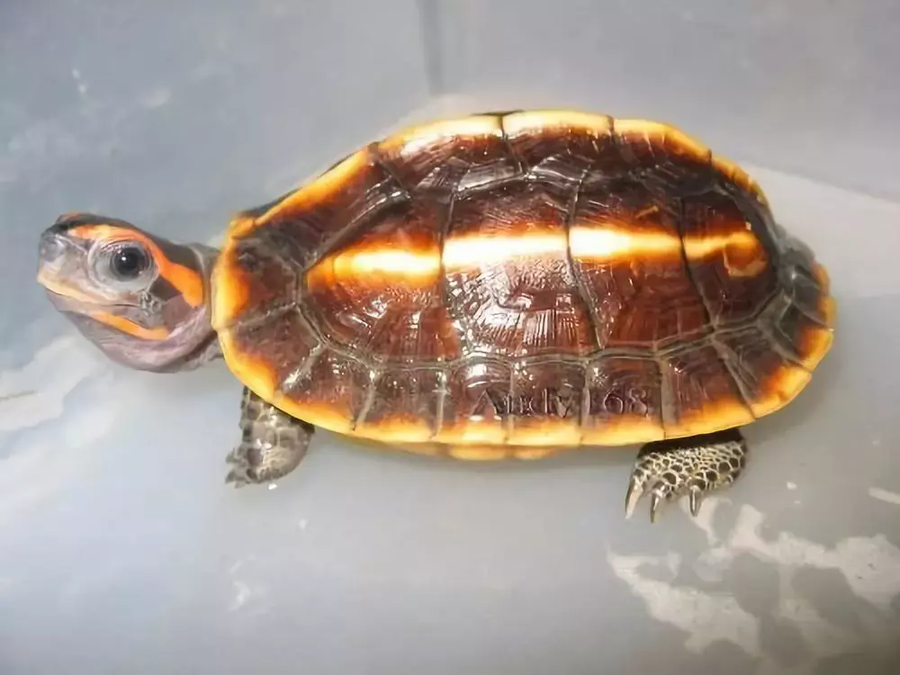 和熊猫一个级别的龟无证饲养牢底要坐穿