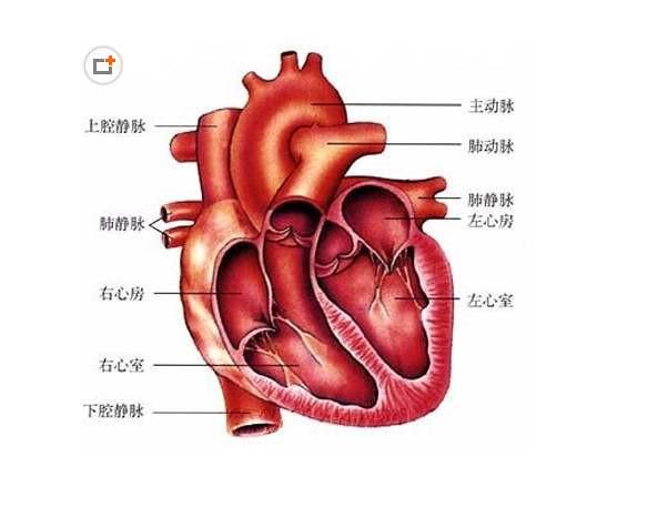 你了解什么是心脏瓣膜置换术吗